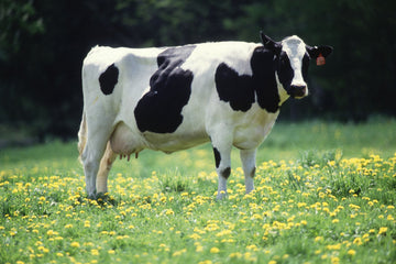 cow standing in a beautiful green field beef tallow